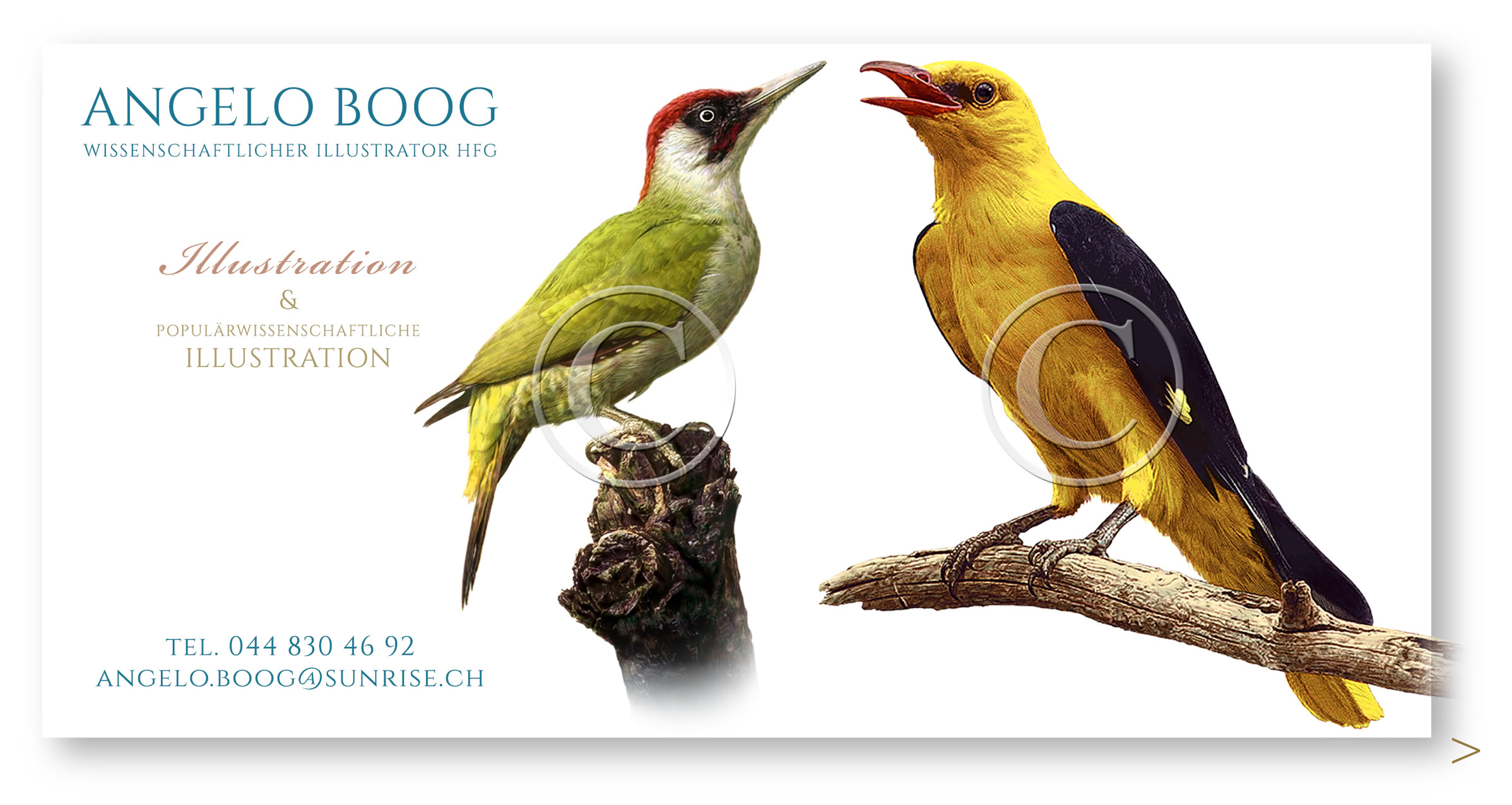 Wissenschaftliche Illustration Grünspecht Pirol 