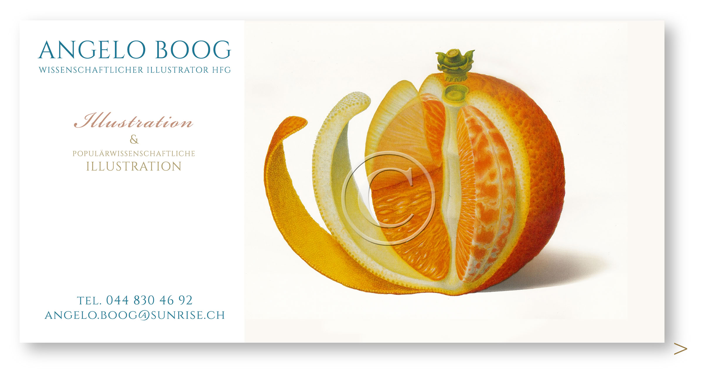Wissenschaftliche Illustration Obst Orange 