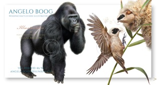 Wissenschaftliche Illustration Gorilla Beutelmeisen