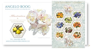 Wissenschaftliche Illustration Obst Obstsorten Blüte