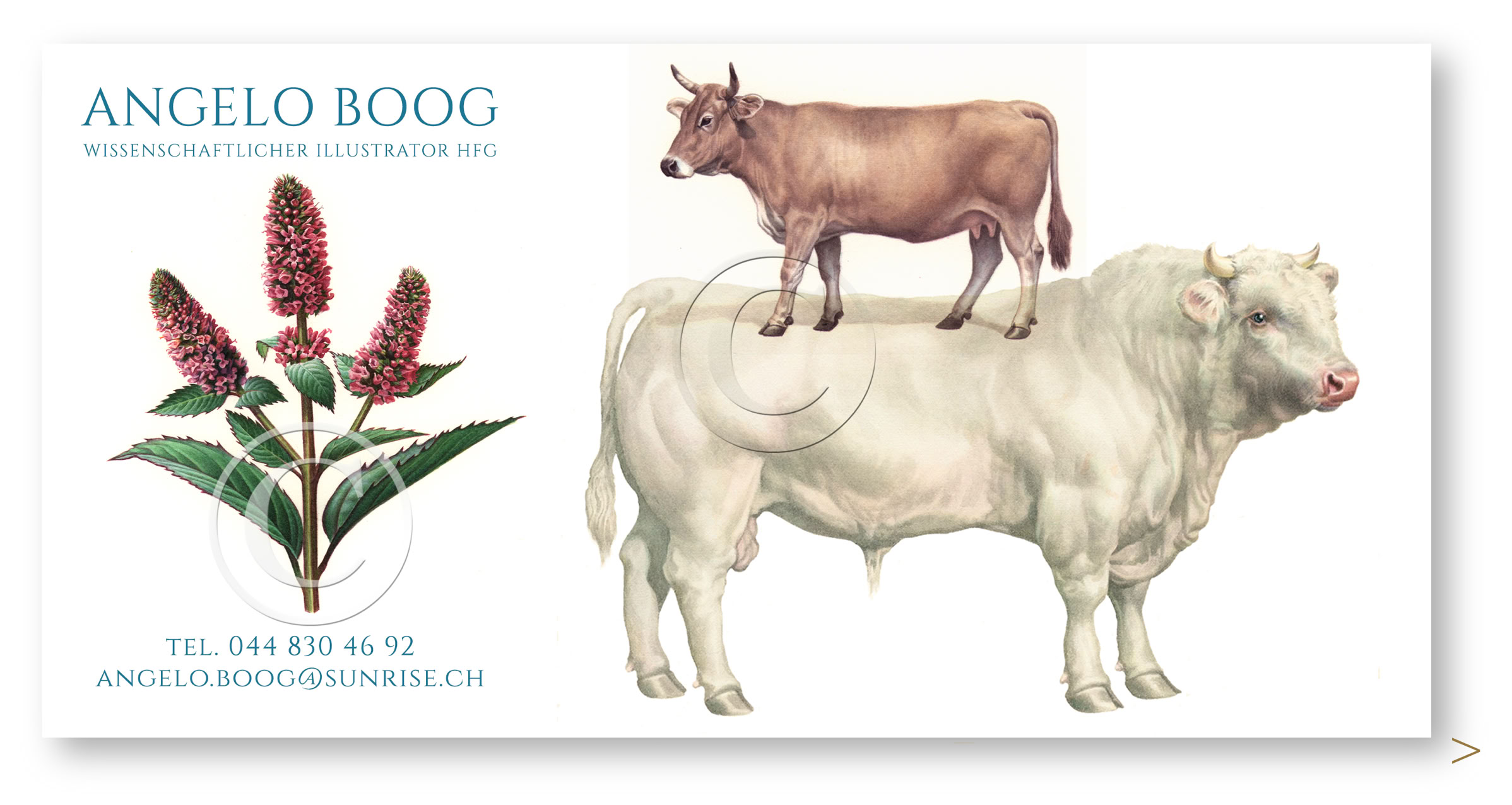 Wissenschaftliche Illustration Milchwirtschaft Landwirtschaft Bio Kühe Pfefferminze