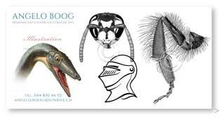 Wissenschaftliche Illustration Tusche Insekten Saurier